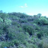 2006-02 Ruta del Malpaís de Güímar